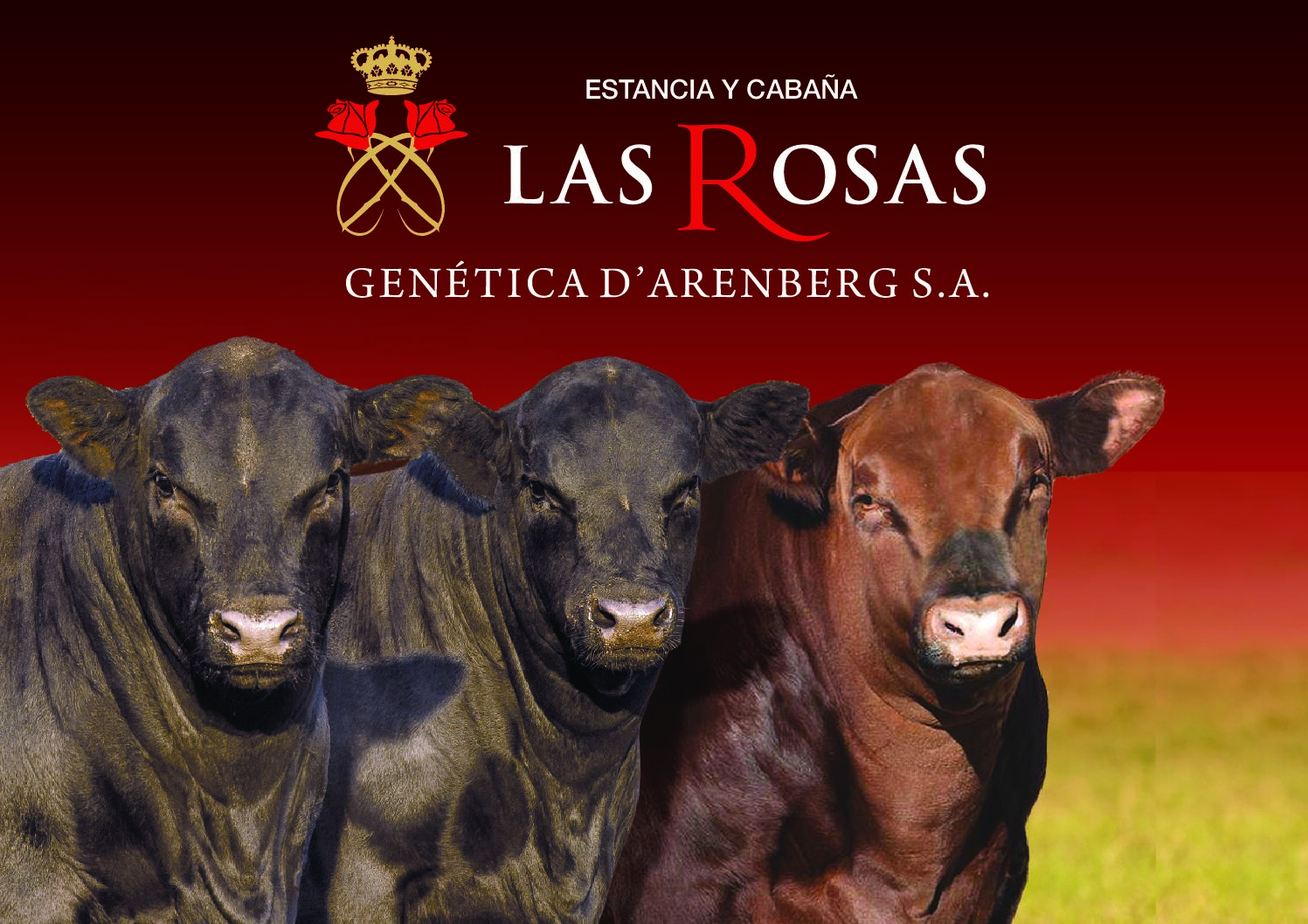 Catálogo PDF