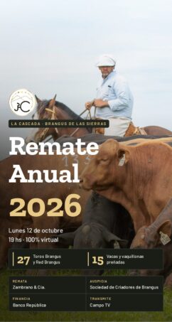 Catálogo PDF